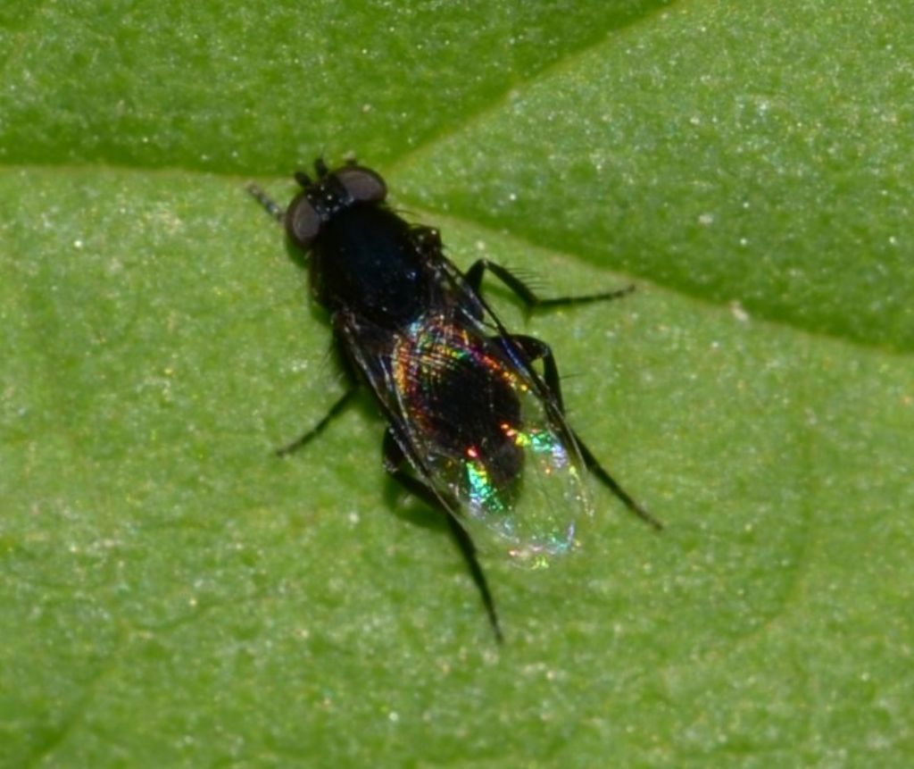 Phora sp. (Phoridae)